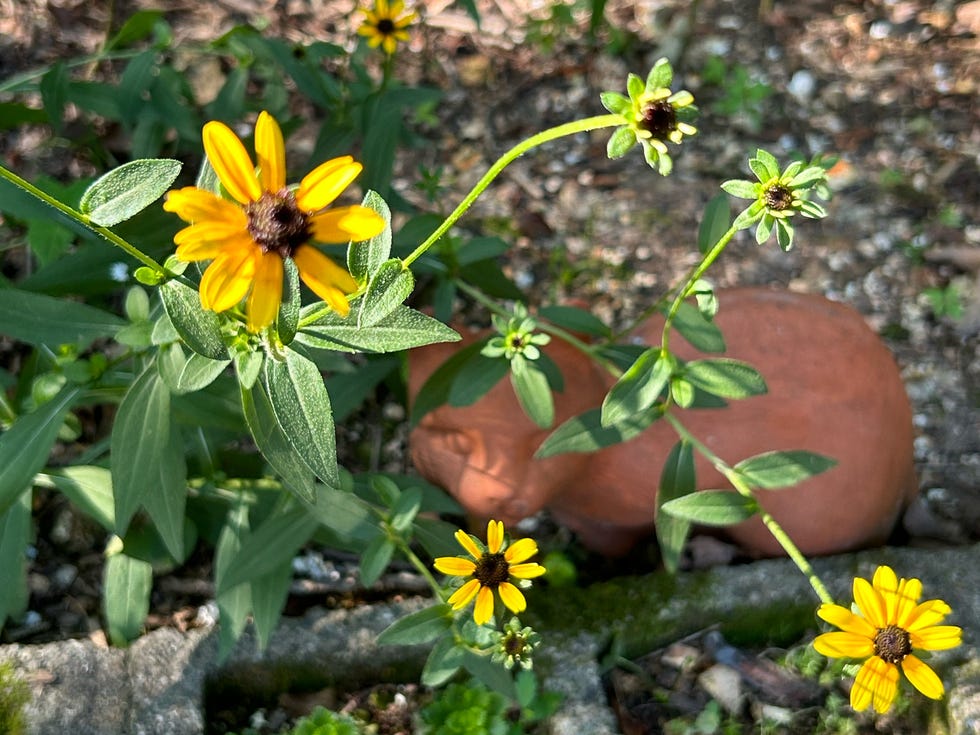 black eyed susans blooming beside a terracotta garden statue in dappled shade