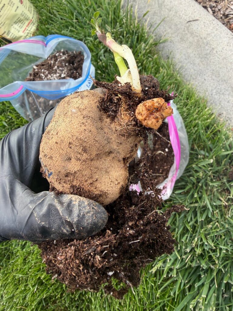 This is crown gal, isn’t it? This is crown gal, isn’t it?