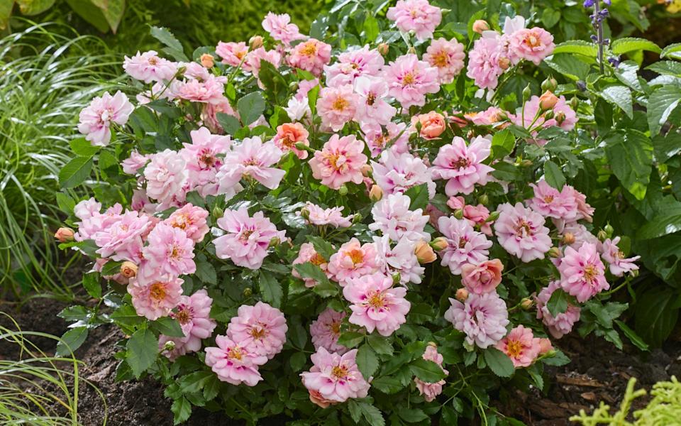 Rose Amirose