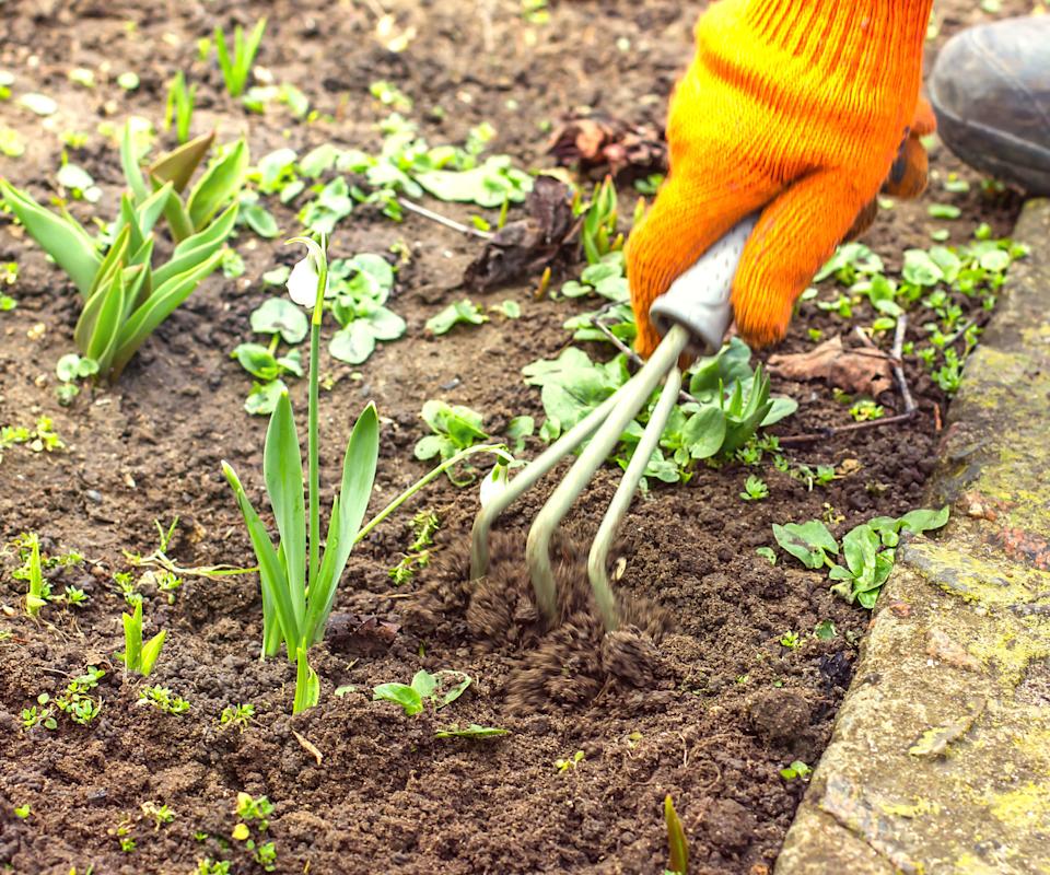 orange gloved hand holding trowel and weeding around plants near garden path