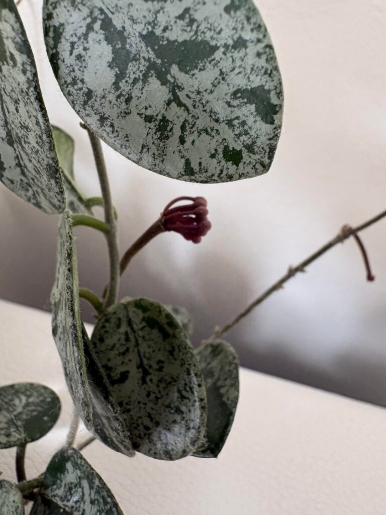 My hoya is about to flower for the first time! 😀