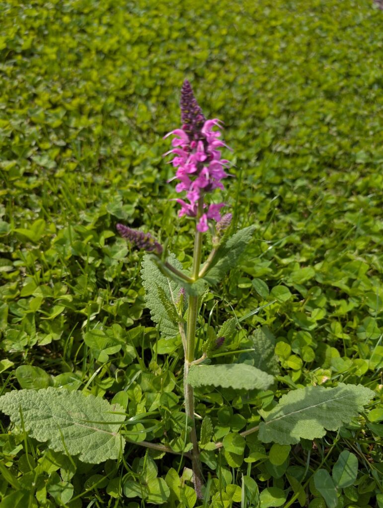 Some sort of salvia? Something else?