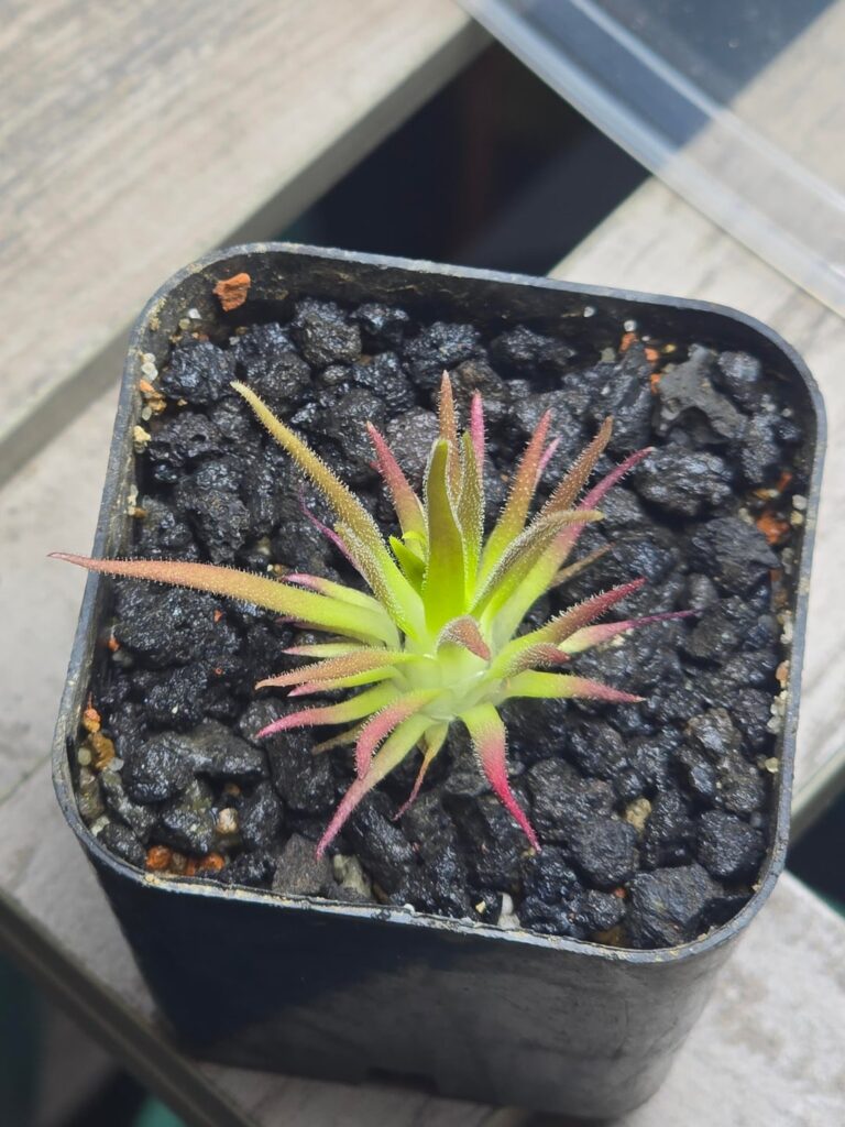 Ping planting Ping planting