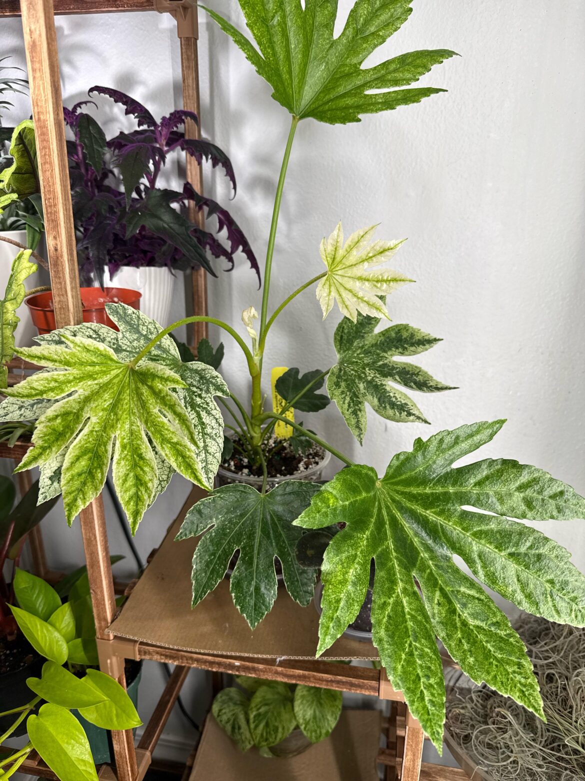 My Fatsia japonica 'Spider's Web'