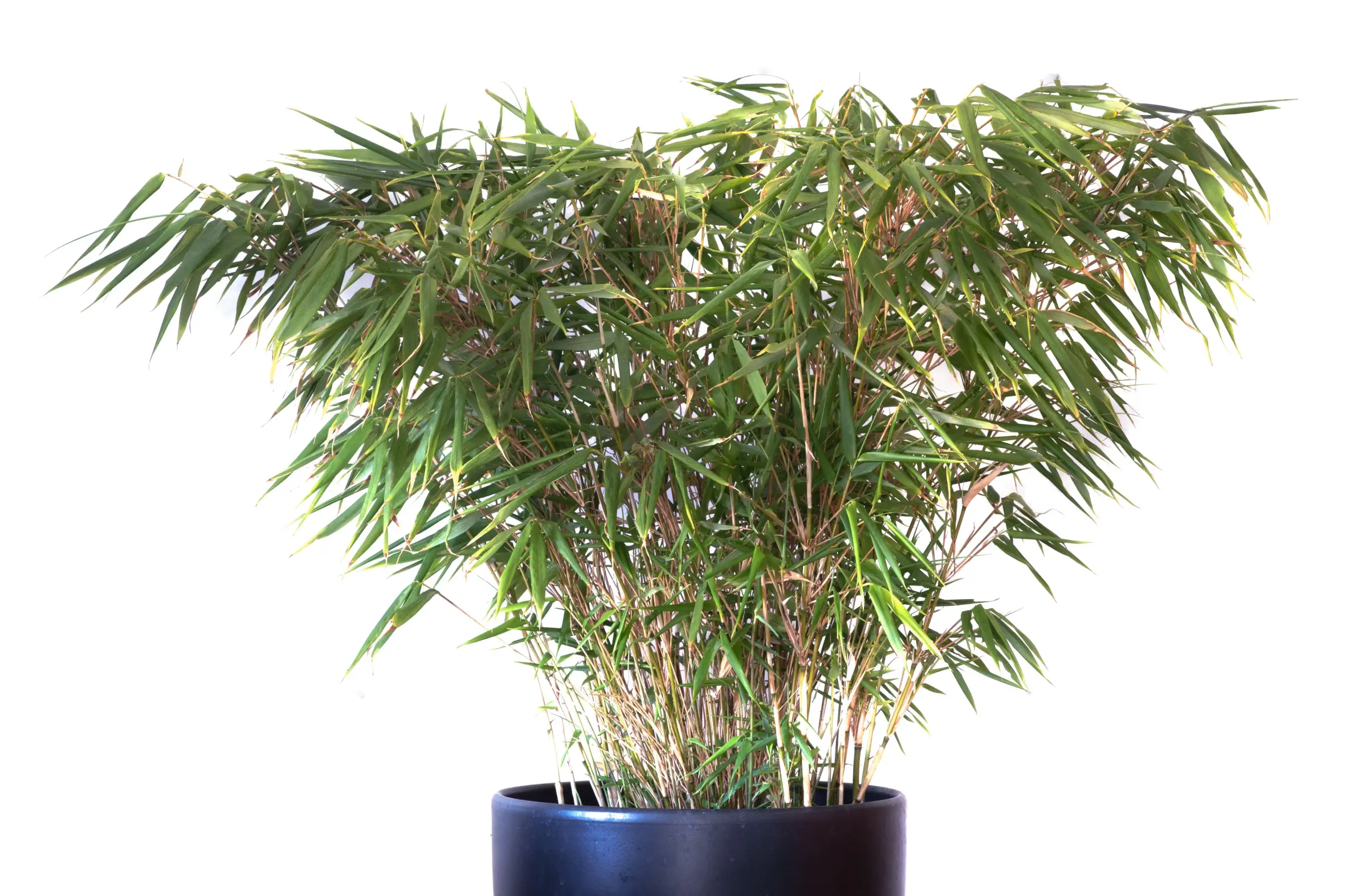 Fargesia Rufa bamboo in a black pot against a white background.
