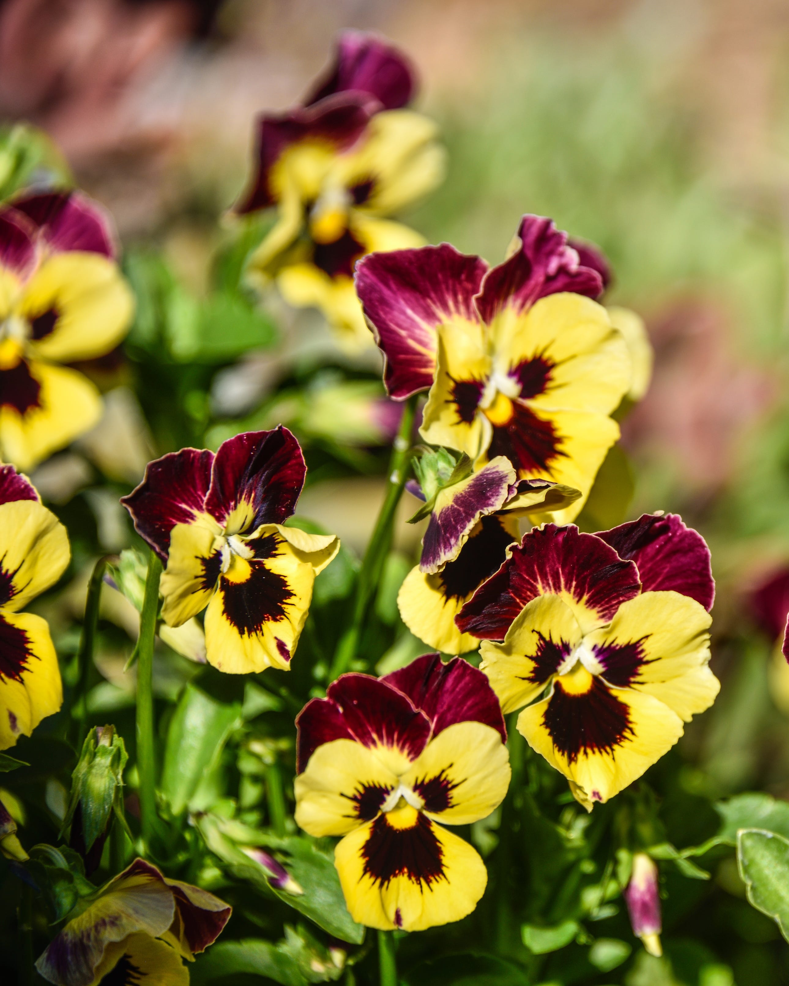 close up of smiling violas in the garden