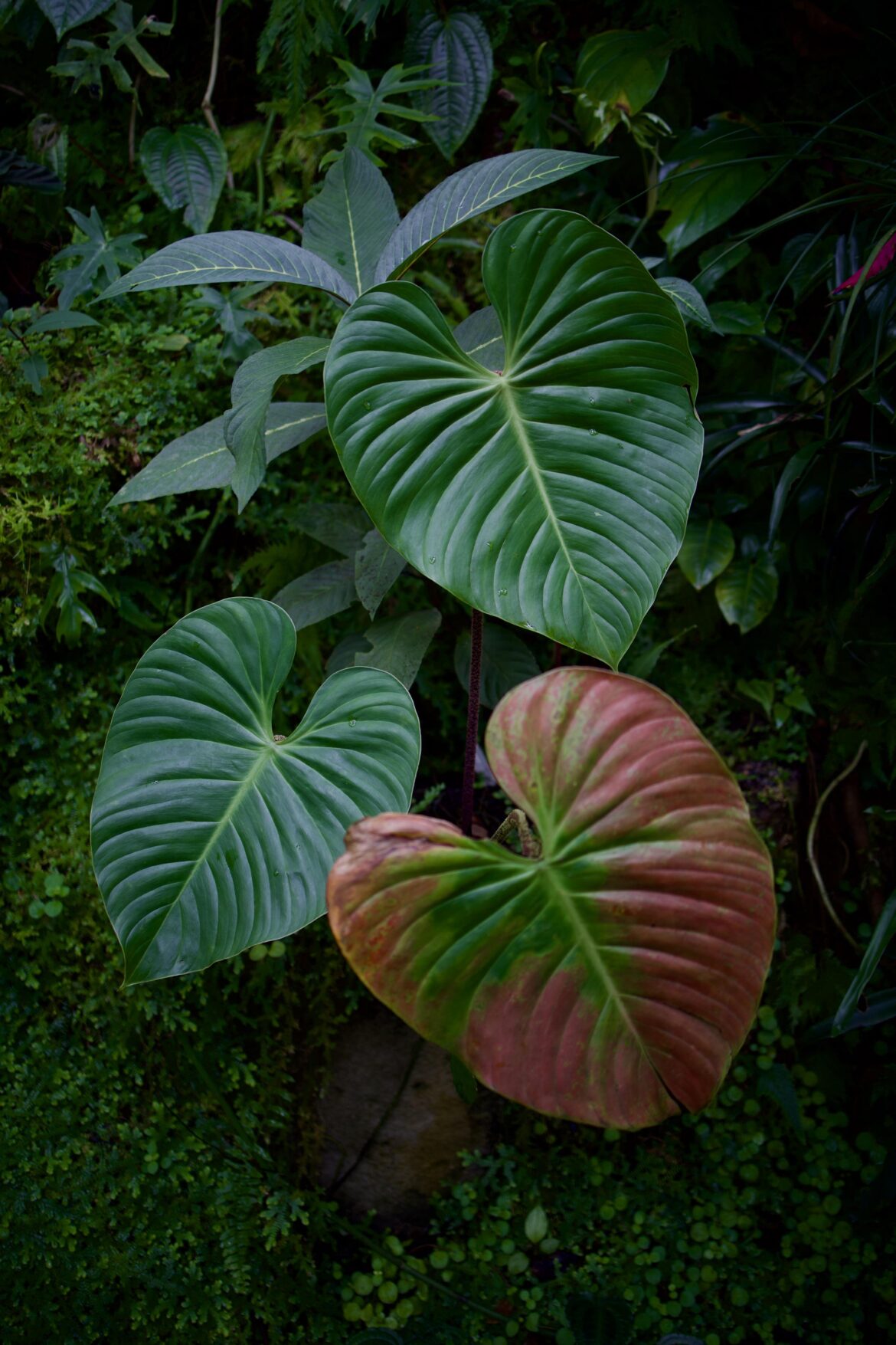 Philodendron ID? (Prague Botanical Garden)