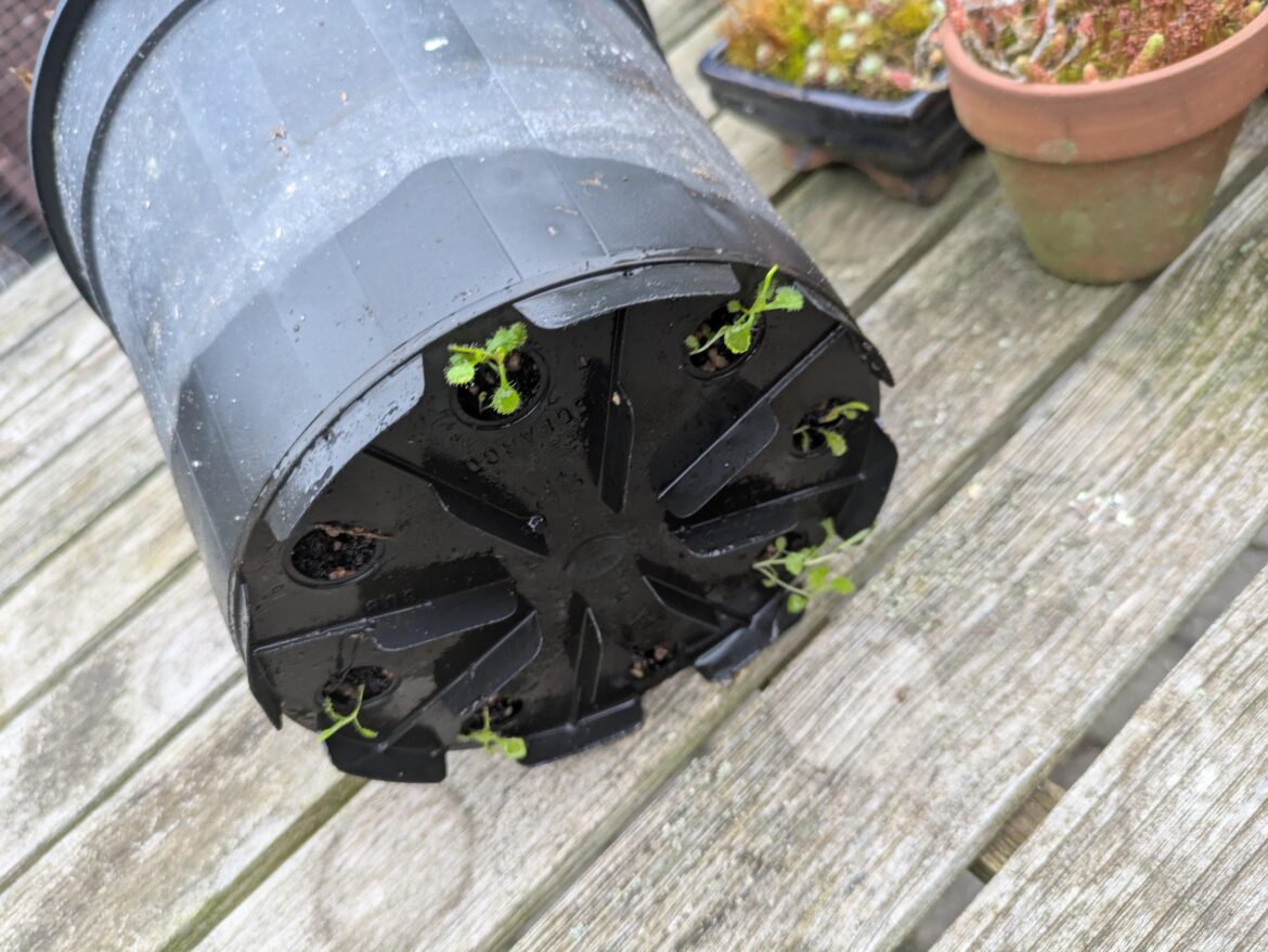 This pot has spent 2 winters outside, and suddenly Adelae grows from everywhere, even out the bottom.