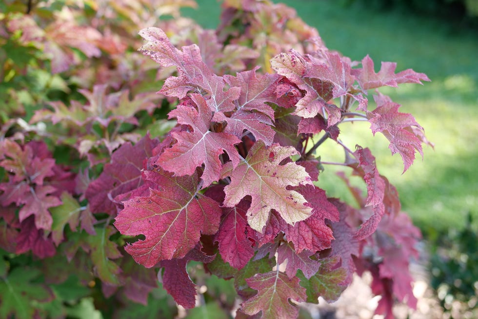 Vibrant foliage with a mix of red and green leaves. Vibrant foliage with a mix of red and green leaves.