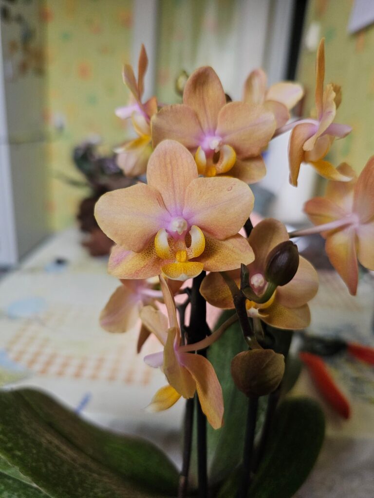 Need help with a new orchid Need help with a new orchid