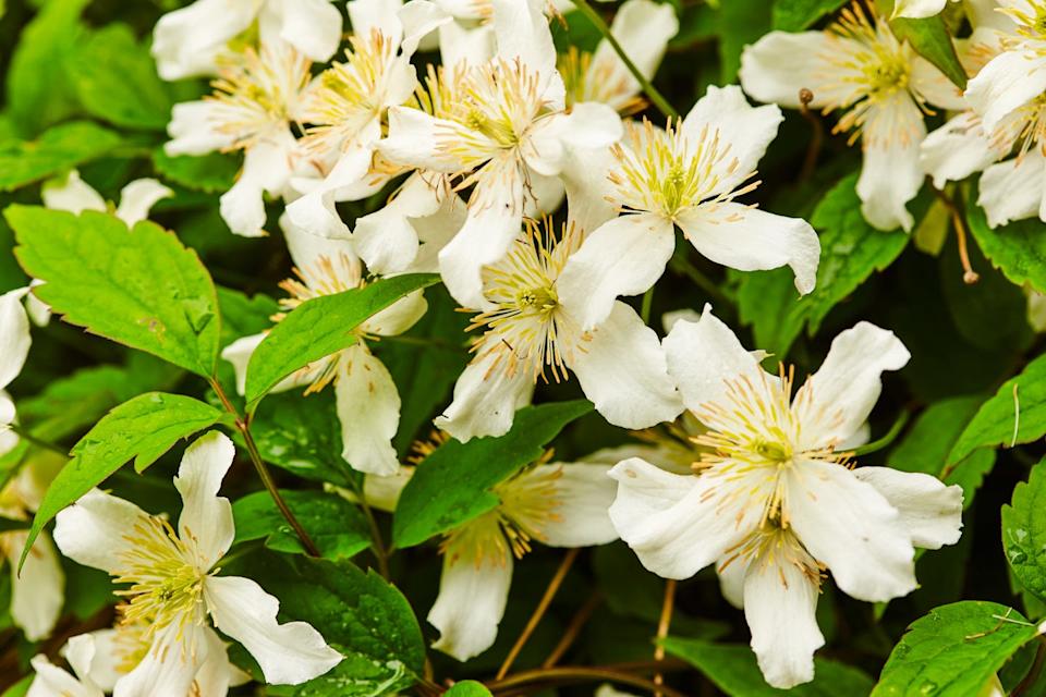 close up of clematis montana var wilsonii