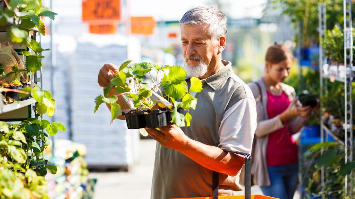 The Low-Growing Alternative To Traditional Strawberries That Gives You Multiple Harvests The Low-Growing Alternative To Traditional Strawberries That Gives You Multiple Harvests
