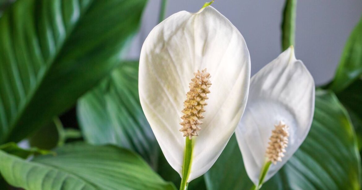 Peace lily owners urged to do simple task in spring that will guarantee blooming Peace lily owners urged to do simple task in spring that will guarantee blooming