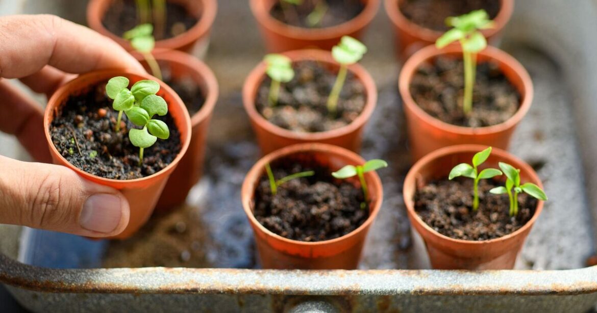 Stop making mistake with seedlings – it can hinder growth in May Stop making mistake with seedlings – it can hinder growth in May