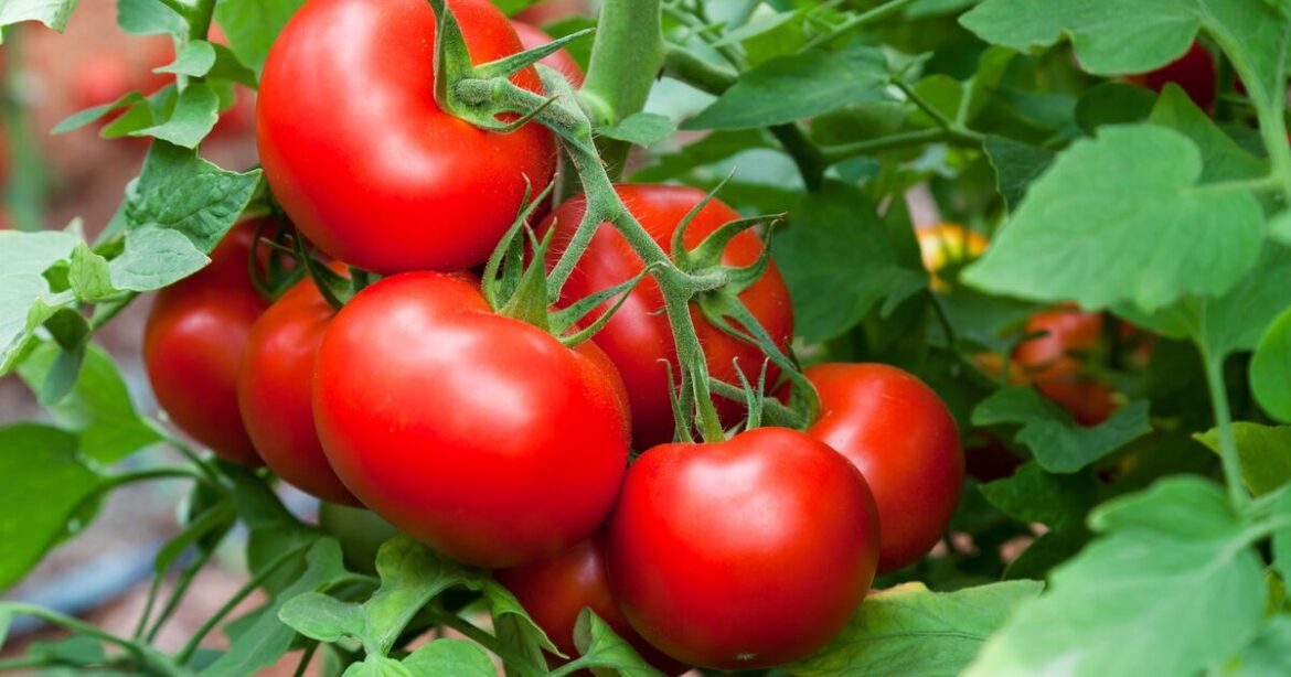 Monty Don shares how to grow tastier tomatoes by avoiding 1 mistake in May Monty Don shares how to grow tastier tomatoes by avoiding 1 mistake in May
