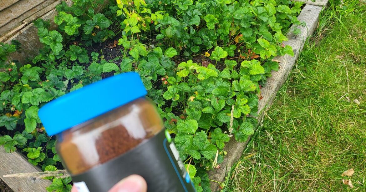 Gardeners urged to pour coffee on soil in May Gardeners urged to pour coffee on soil in May