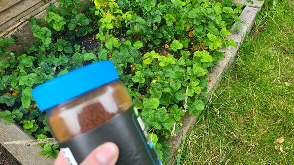 coffee grounds coffee grounds