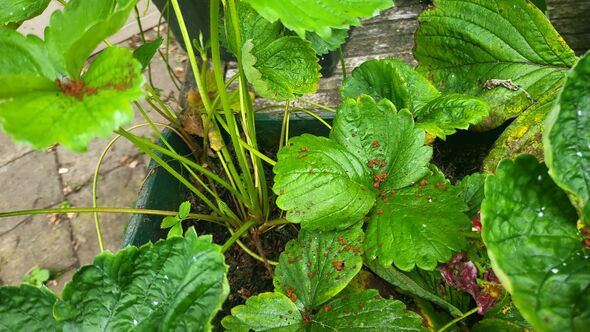 Coffee on strawberry plant Coffee on strawberry plant
