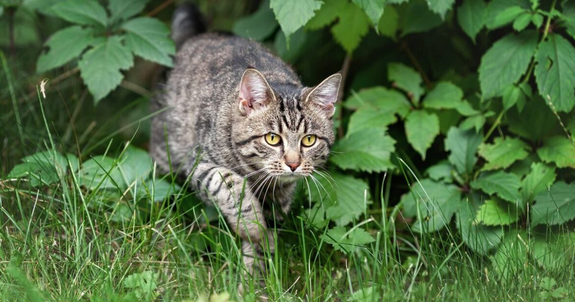 How to deter cats from pooing in garden naturally
