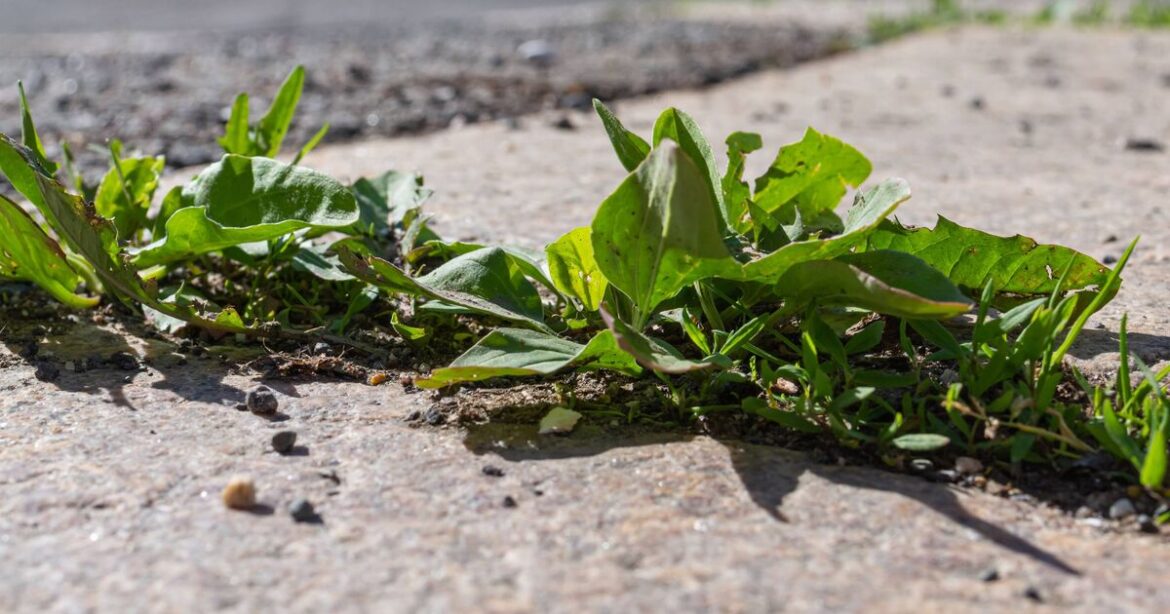 How to banish driveway weeds using 1 item loved by experts How to banish driveway weeds using 1 item loved by experts