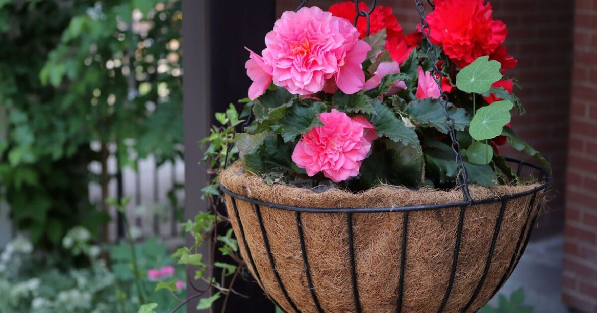 Eight gardening jobs to complete in May for ‘colourful blooms’ throughout the summer
