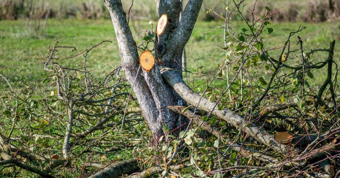 Gardeners urged to avoid cutting down one tree on specific date in May Gardeners urged to avoid cutting down one tree on specific date in May