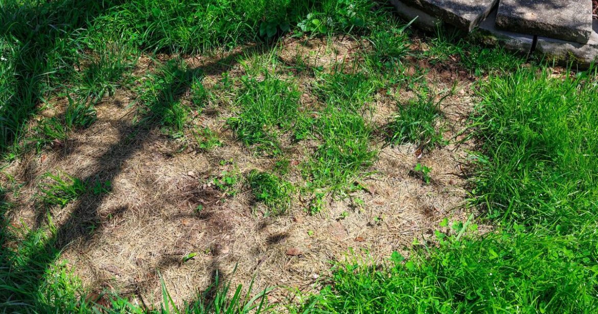 Gardener shares ‘hassle-free’ trick for bare patches on lawns that ‘works every time'