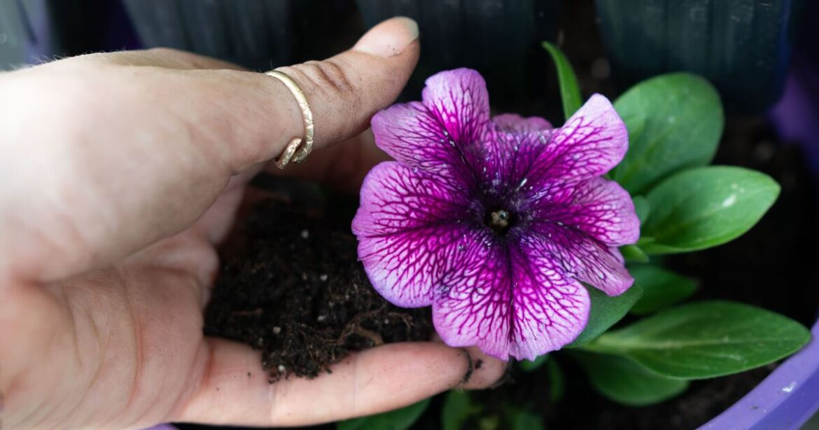 7 summer plants that thrive on neglect — easy to grow and low maintenance 7 summer plants that thrive on neglect — easy to grow and low maintenance