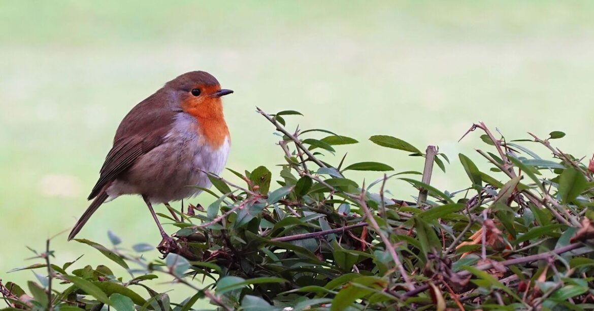 Gardeners warned not to do one job in May to protect robins in their gardens Gardeners warned not to do one job in May to protect robins in their gardens