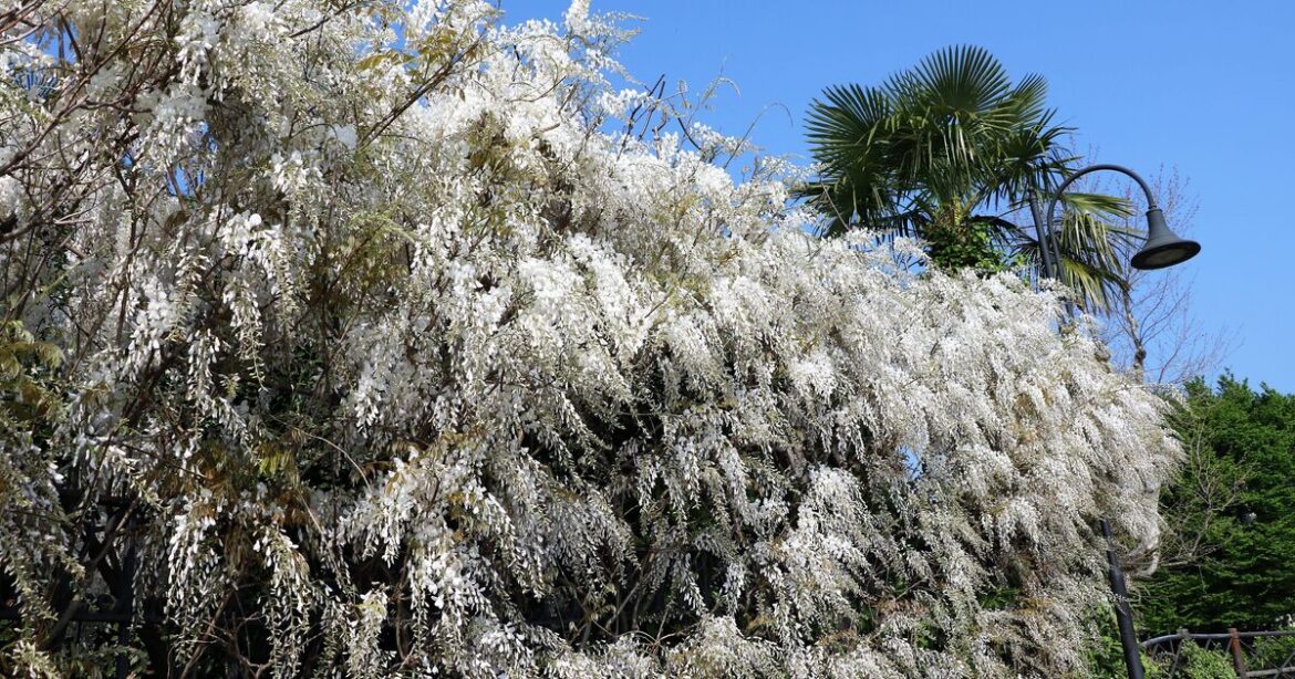 How to get a second flush of wisteria blooms using 1 item How to get a second flush of wisteria blooms using 1 item