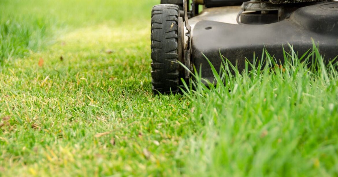 No Mow May begins as all UK gardeners told to stop mowing until July date No Mow May begins as all UK gardeners told to stop mowing until July date