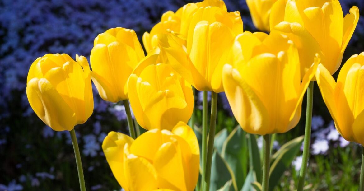 Monty Don simple task to grow better tulips