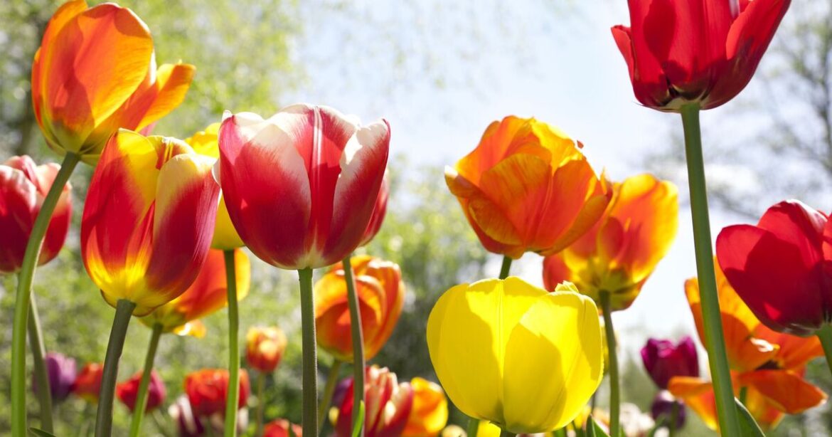 How to encourage tulips to grow back bigger next year