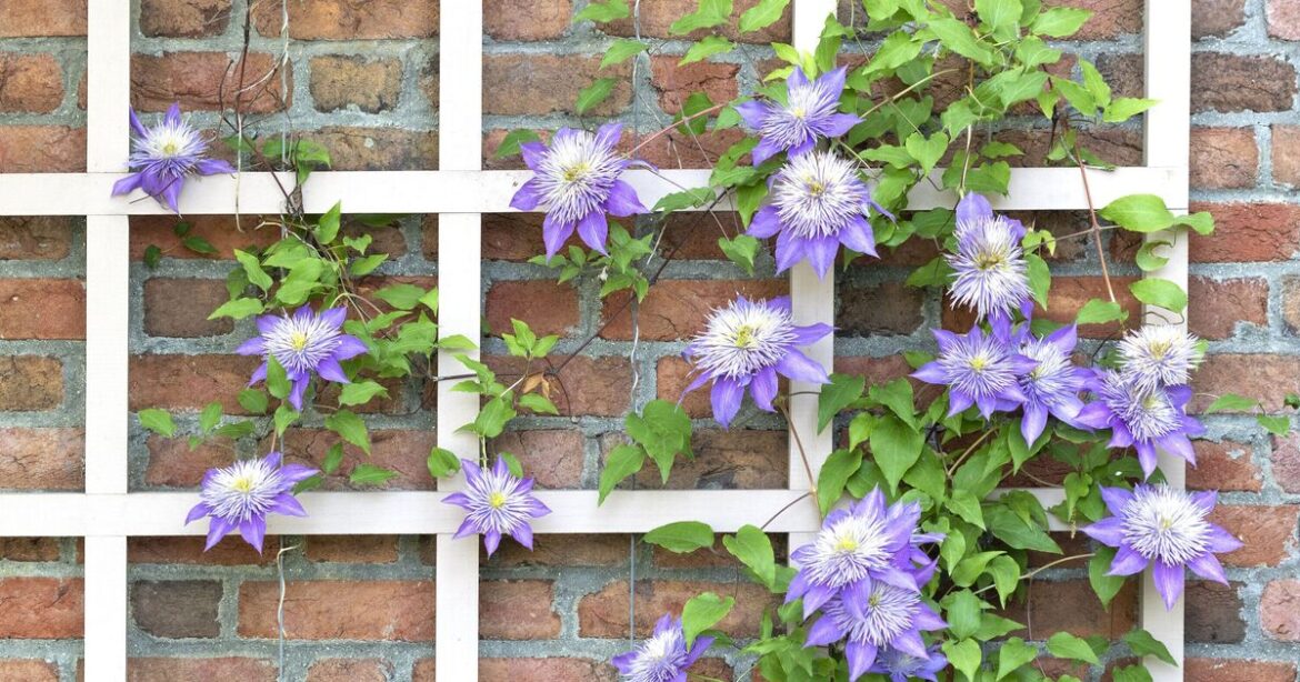 Gardener recommends 3 plants that will give you ‘the best flower displays’ Gardener recommends 3 plants that will give you 'the best flower displays'
