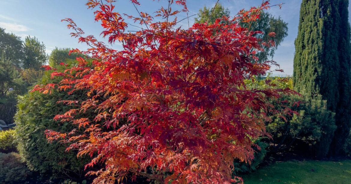 How to grow better Japanese maples for summer