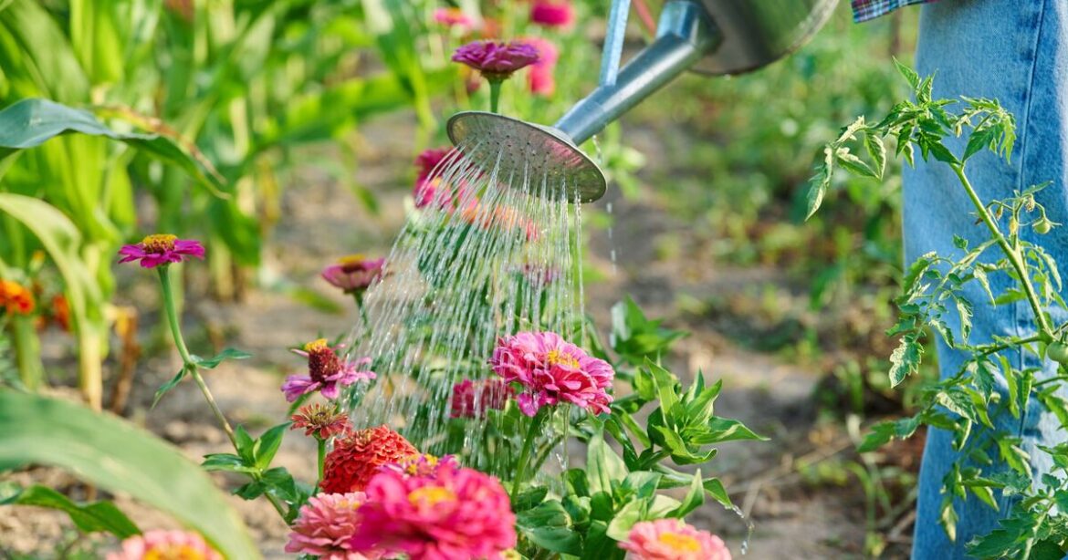 Gardener says sow five plants at start of May for ‘tremendous display’ all summer long Gardener says sow five plants at start of May for 'tremendous display' all summer long