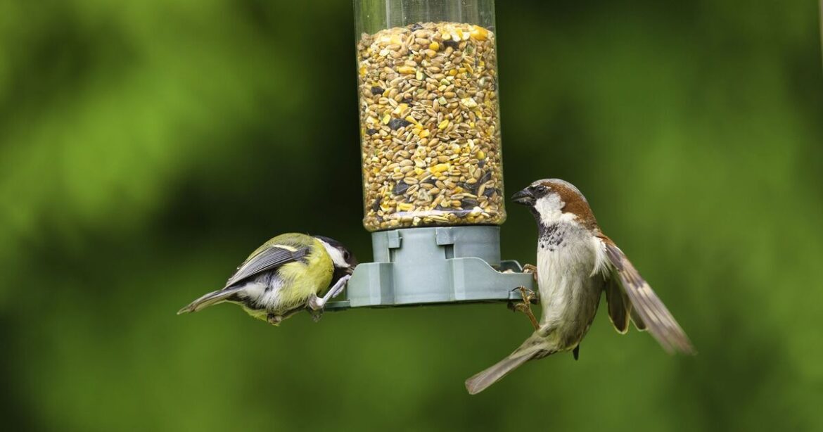 RSPB 'bans' UK households from leaving seed out for birds after May 1 rule