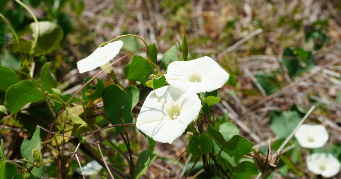 How to stop bindweed growing back ‘again and again’ How to stop bindweed growing back 'again and again'