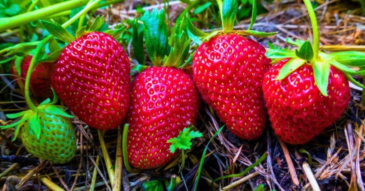 Strawberries will grow plump and healthy if you bury 1 natural item in the soil Strawberries will grow plump and healthy if you bury 1 natural item in the soil