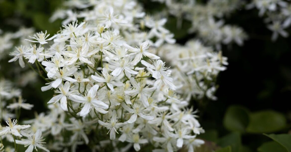 How to encourage more jasmine flowers in summer