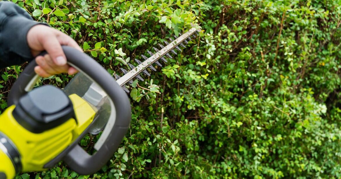 Met Office issues warning to UK households over cutting hedges in May Met Office issues warning to UK households over cutting hedges in May