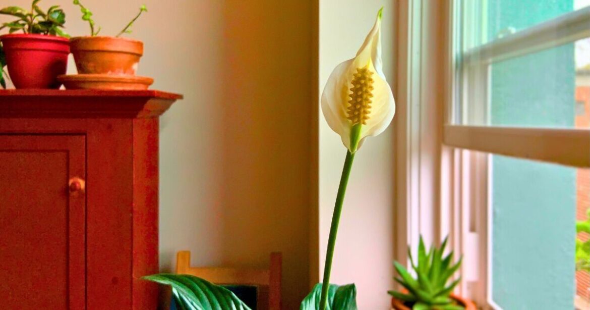 Peace lilies stay healthy if plant owners do a simple task once a week