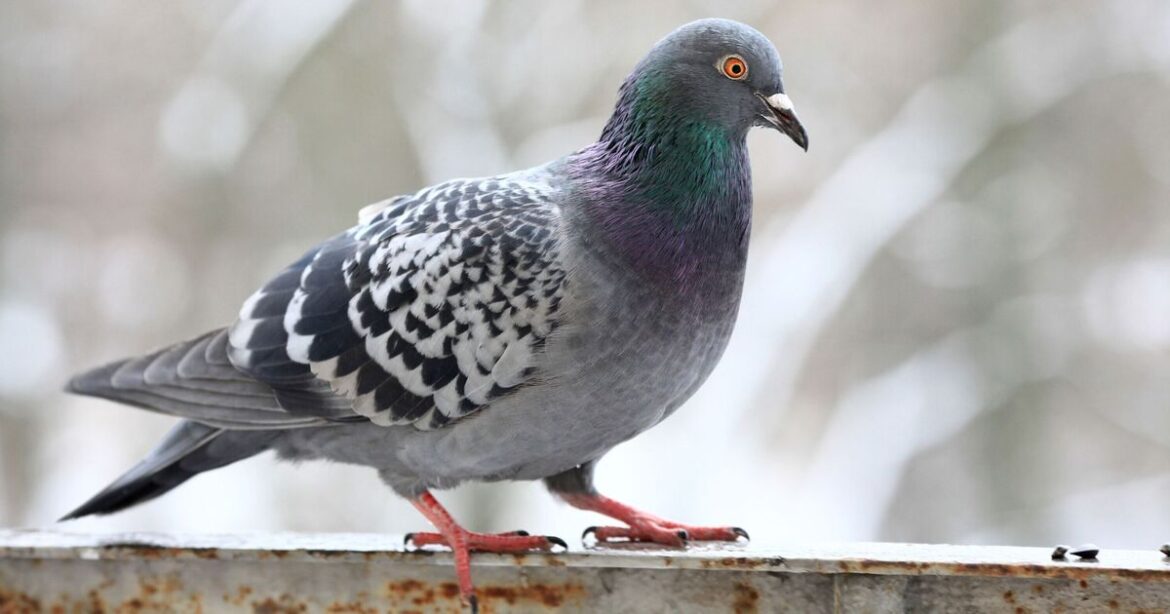 Pigeons simply fly away from gardens if 1 item is left outside