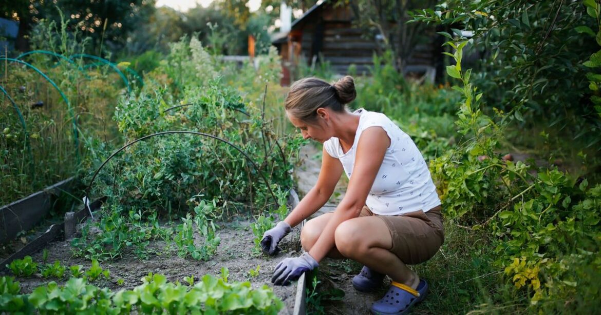 Gardeners urged to follow this 1 rule when watering plants in May Gardeners urged to follow this 1 rule when watering plants in May