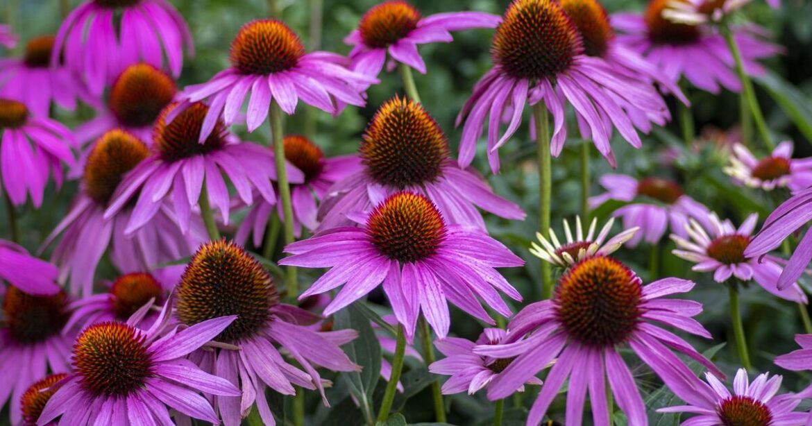 Gardeners urged to do this 1 job in May Gardeners urged to do this 1 job in May
