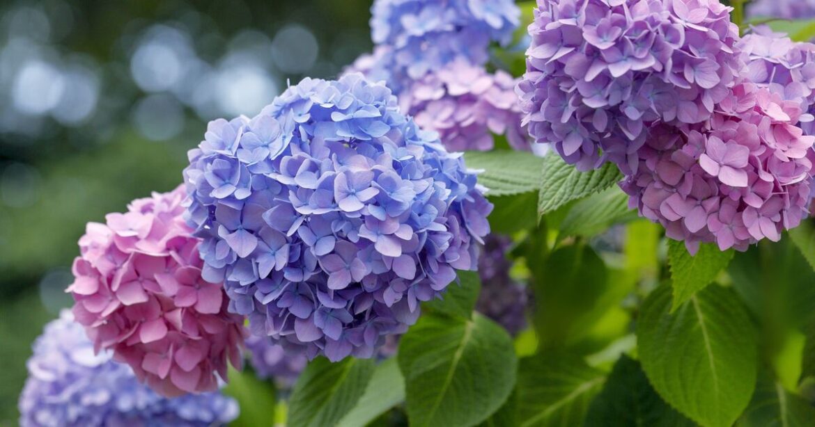 Gardeners urged to do 1 thing to hydrangeas or risk ‘dead and diseased’ flowers Gardeners urged to do 1 thing to hydrangeas or risk 'dead and diseased' flowers