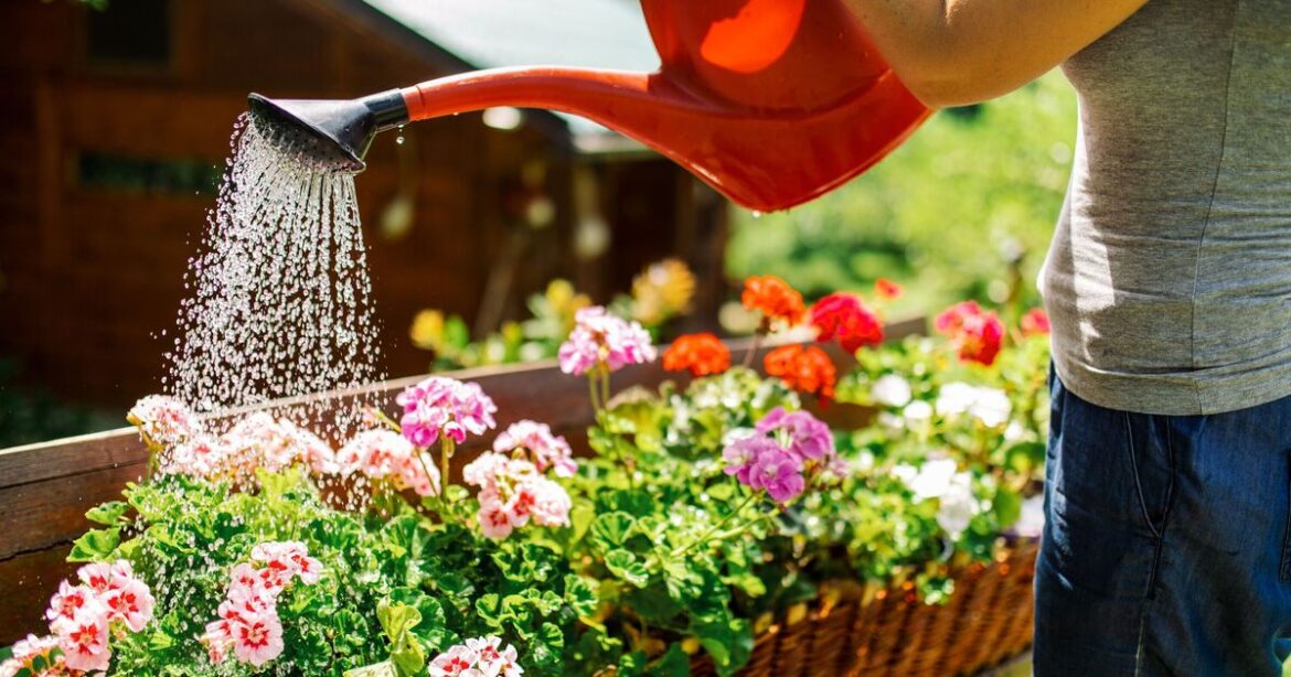 The one flower you need to plant this May - ‘last chance’
