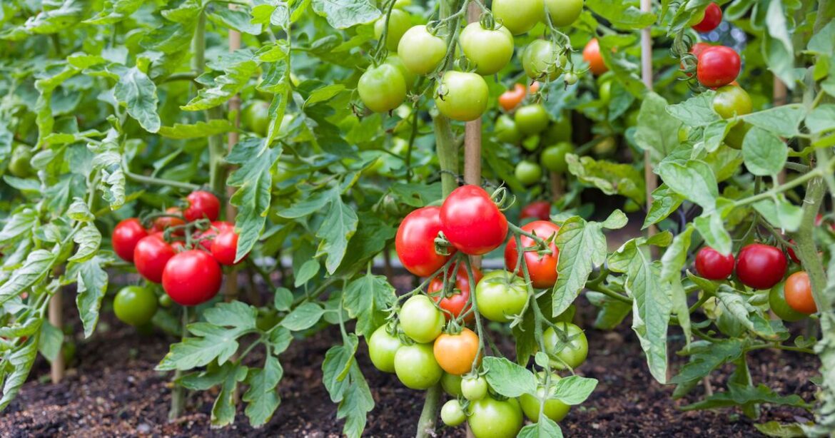 Tomato plants grow faster and have bigger harvests with simple banana peel tip