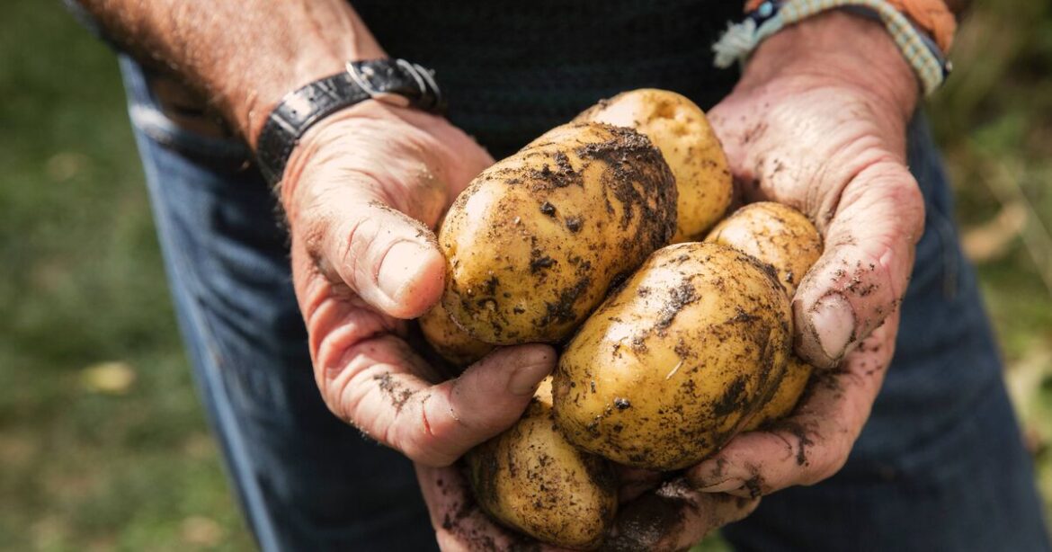 Alan Titchmarsh urges gardeners to do 1 potato task for best results