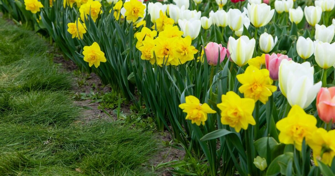Gardeners with daffodils urged to complete 1 task in May Gardeners with daffodils urged to complete 1 task in May